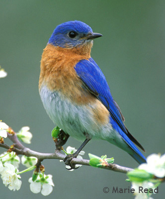 Bluebird Talkings | Music of Nature